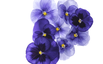 Forgiveness and Violets: 52 short stories